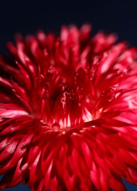 Helichrysum flower blossom