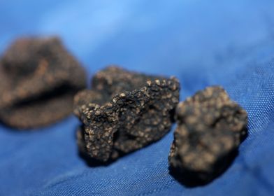 Wild black truffles macro