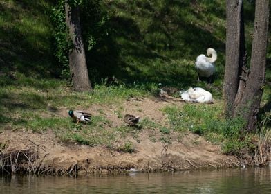 Swan and Ducks