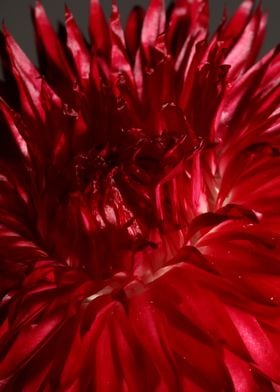 Helichrysum flower closeup