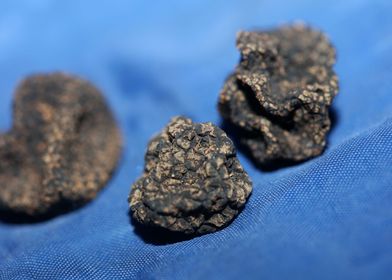 Wild black truffles macro