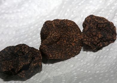 Summer wild black truffles