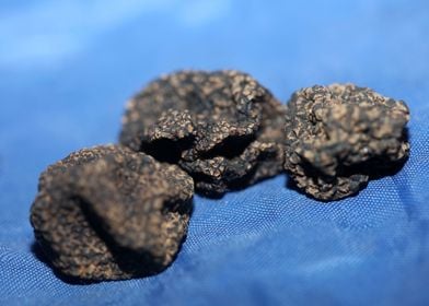 Wild black truffles macro