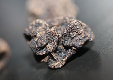 Summer wild black truffles