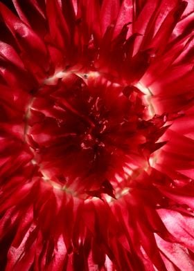 Helichrysum flower closeup