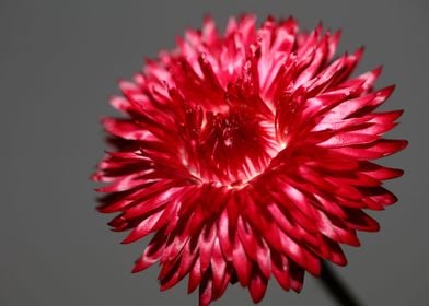 Helichrysum flower closeup