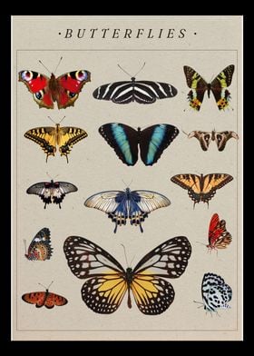 Butterflies poster