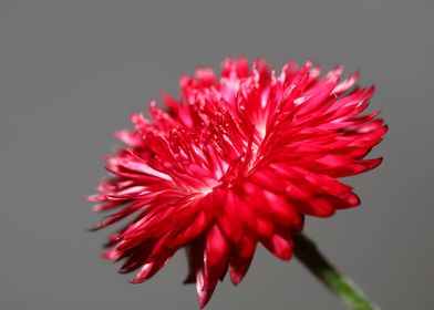 Red helichrysum flowering