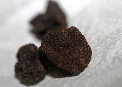 Summer wild black truffles