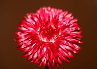 Red helichrysum flowering