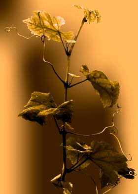 Golden grape leaves