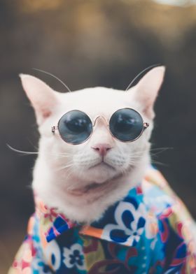 Cat Cool