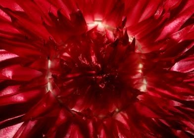 Helichrysum flower closeup