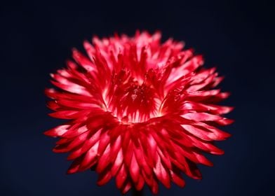 Red helichrysum flowering