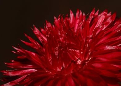 Helichrysum flower closeup