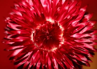 Helichrysum flower macro