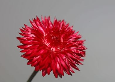 Helichrysum flower macro