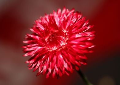 Flower blossom Helichrysum