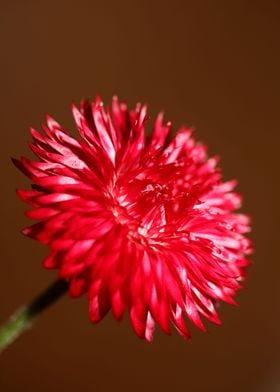 Red helichrysum flowering