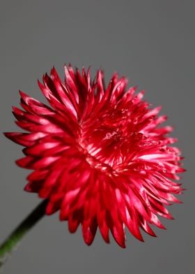 Helichrysum flower blossom