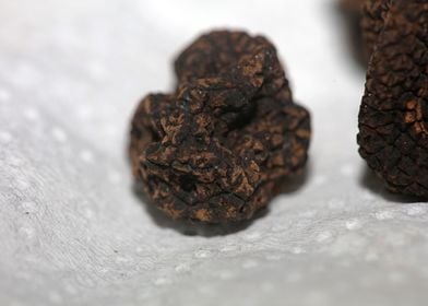 Summer wild black truffles