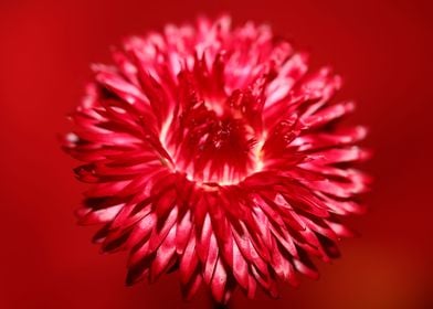 Helichrysum flower blossom