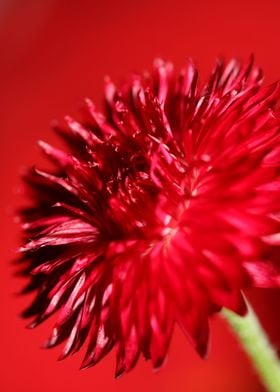 Helichrysum flower blossom