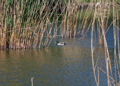 Mallard Duck