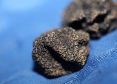 Wild black truffles macro