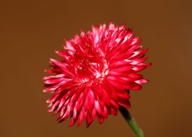 Helichrysum flower macro