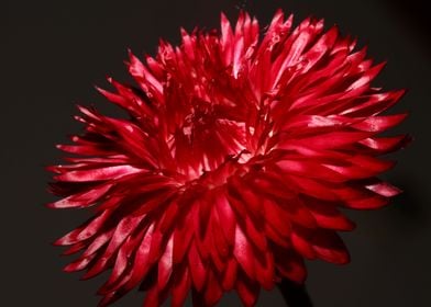 Helichrysum flower closeup