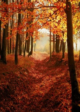 Nice forest in autumn