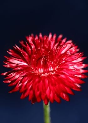 Red helichrysum flowering