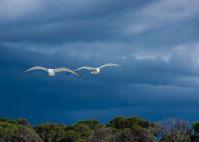 Sea gulls