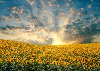 Landscape of a sunflower f