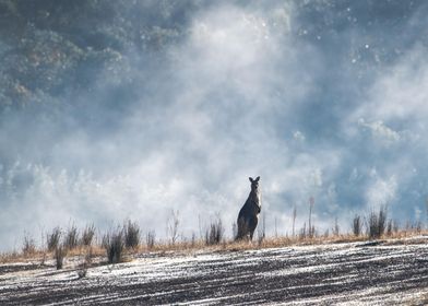 kangaroo eastern grey