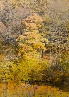 Yellow autumn forest