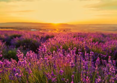 Lavender field at sunset 