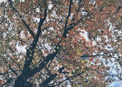 Autumn deciduous tree