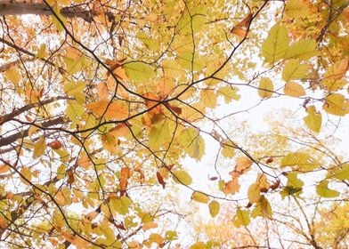 Yellow tree crown