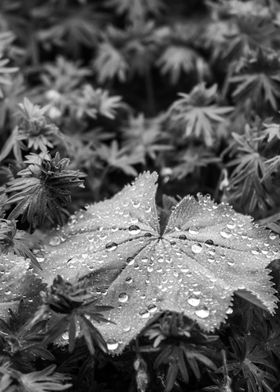 Leaf and raindrops