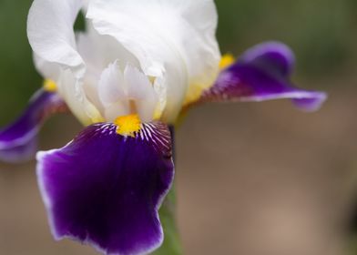 Iris flower