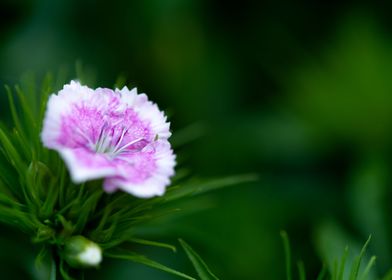 Flower Macro photography