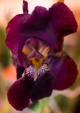 Iris flower