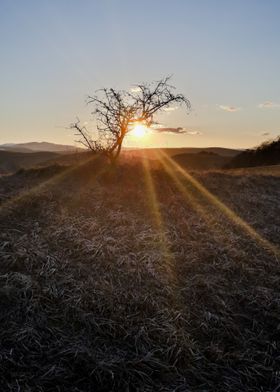 Nature sunset with tree