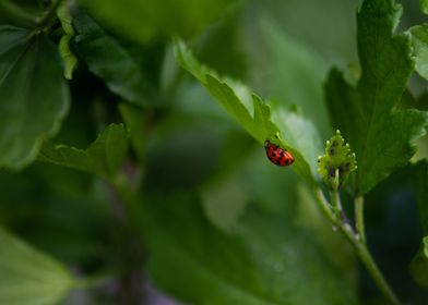 Ladybug or Ladycow