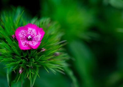 Flower Macro