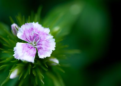 Flower Macro