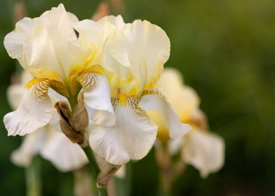 Iris flower