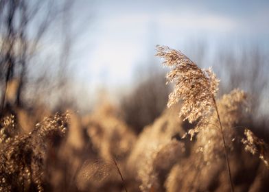 reeds nature beauty